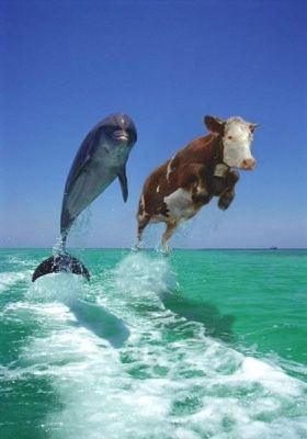 dvaja úplne rovnaký delfíny