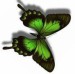 motýl zelený