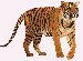tiger ...