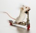 myš na kolobežke