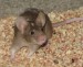 myš v teráriu